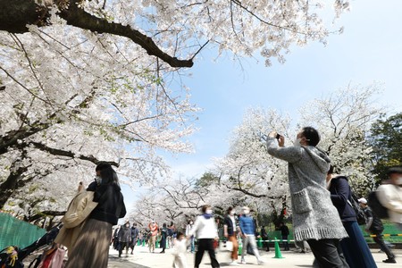 桜が満開