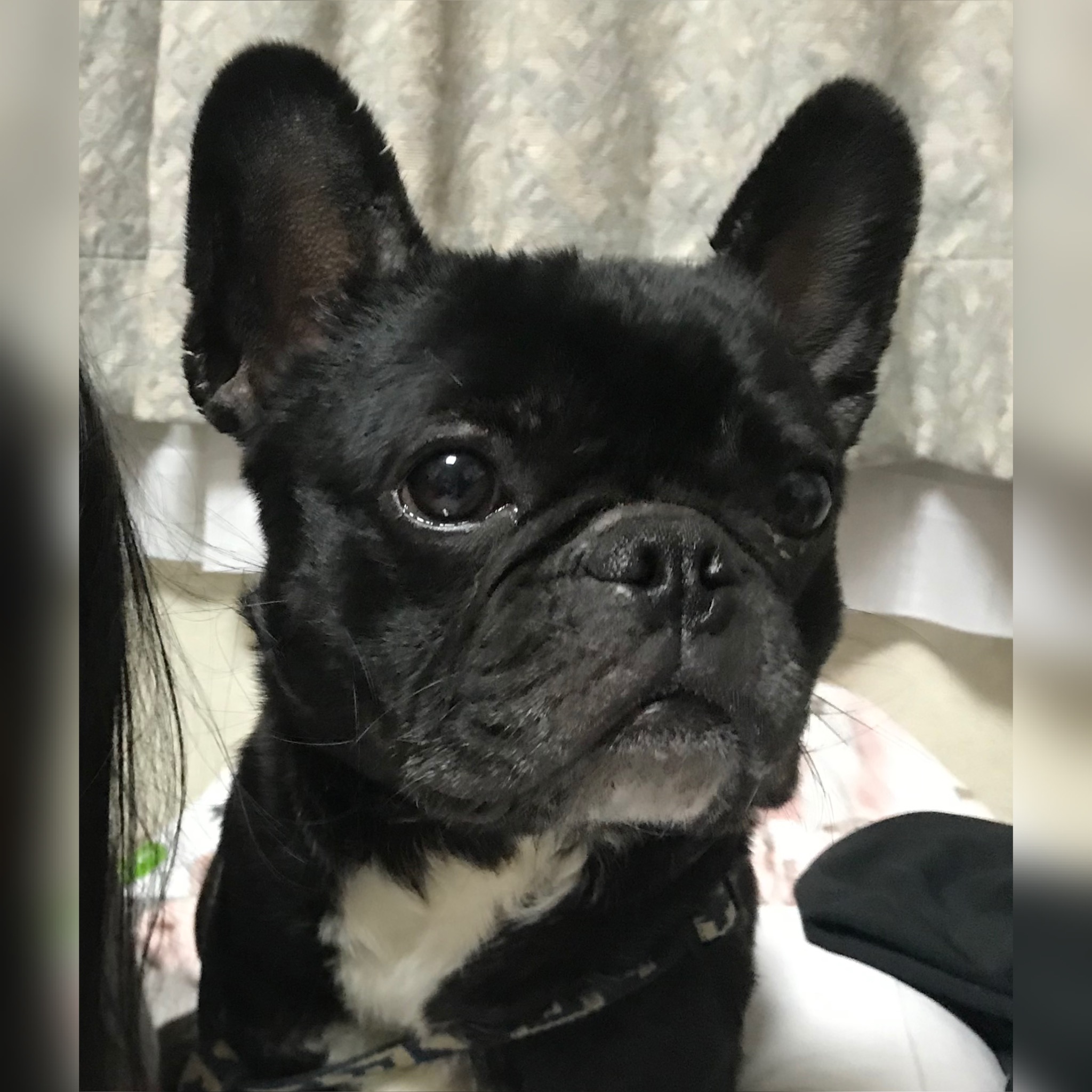 愛犬の為に出来ること