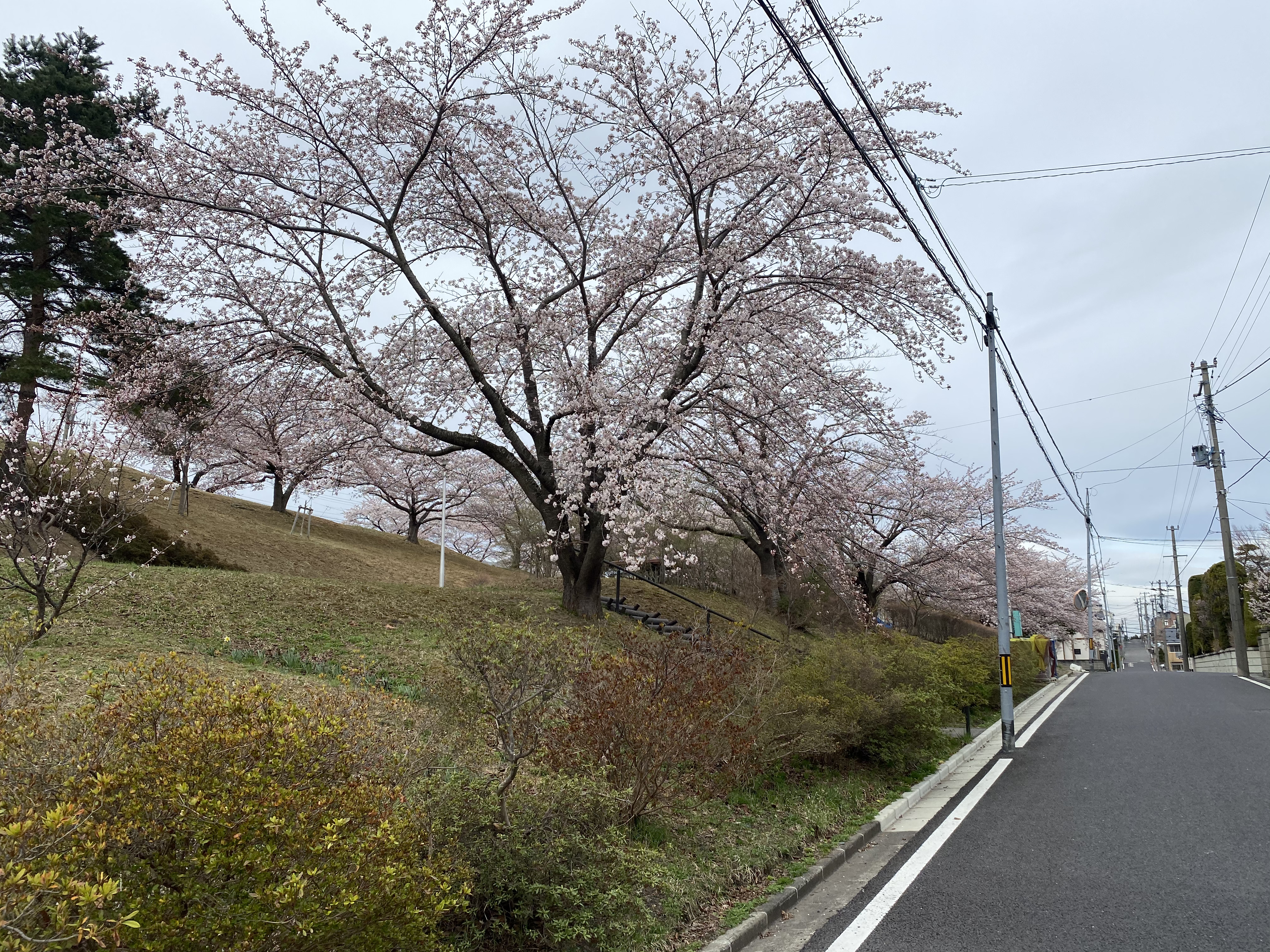 桜色に彩る