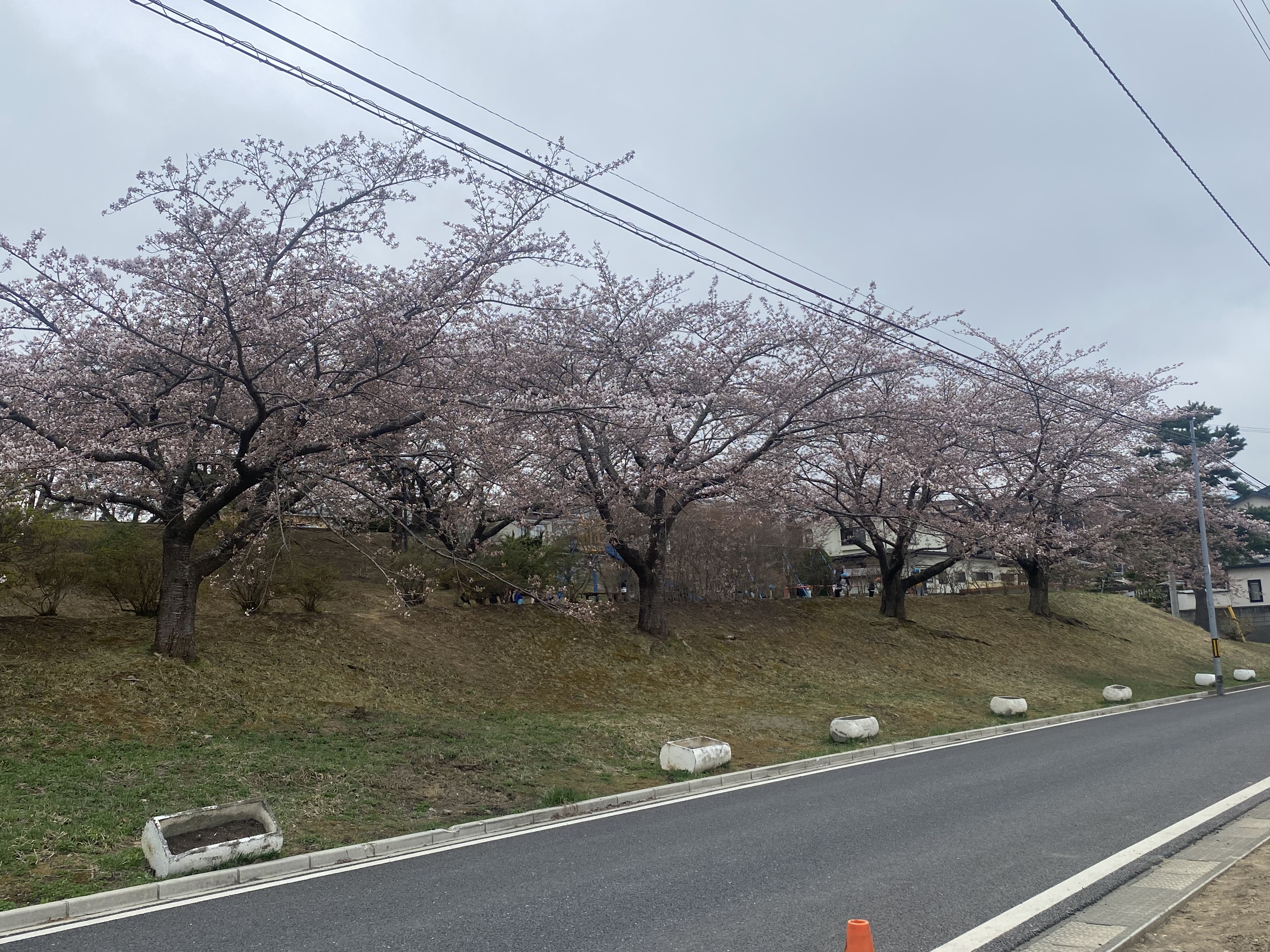 桜への思い